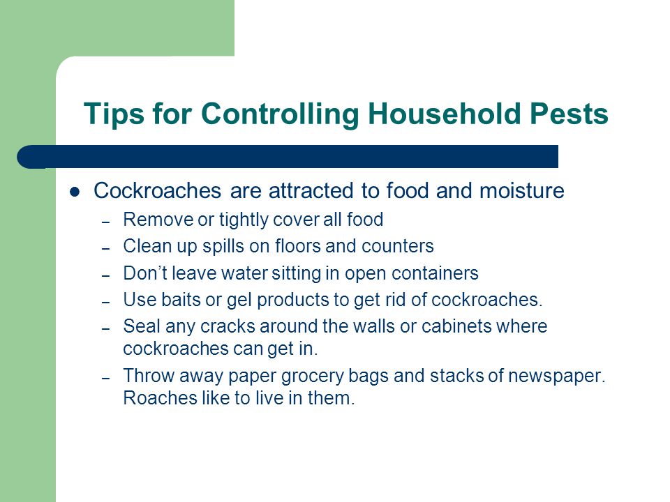 Tips for Controlling Household Pests
