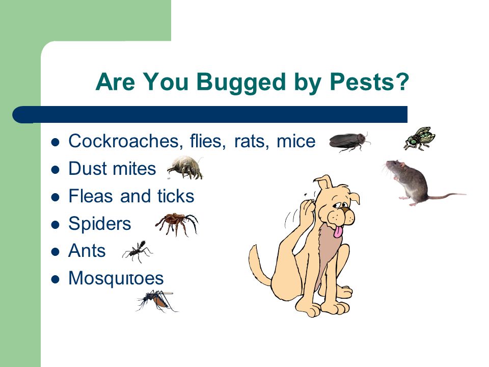 Are You Bugged by Pests Cockroaches, flies, rats, mice Dust mites