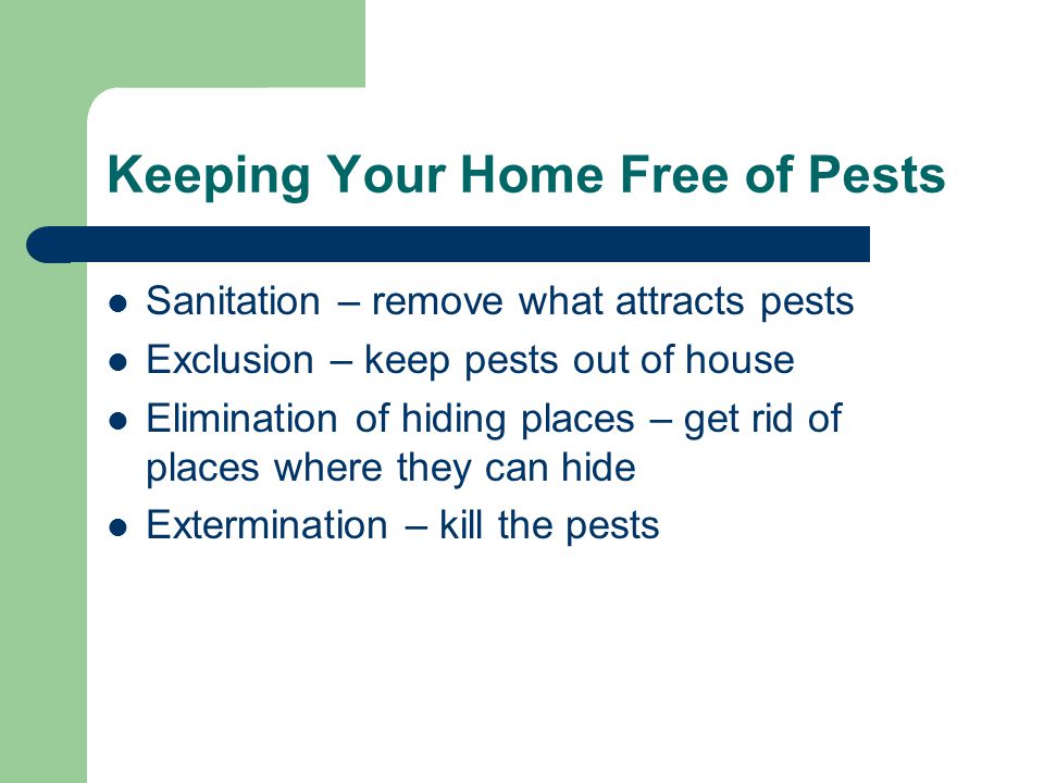 Keeping Your Home Free of Pests