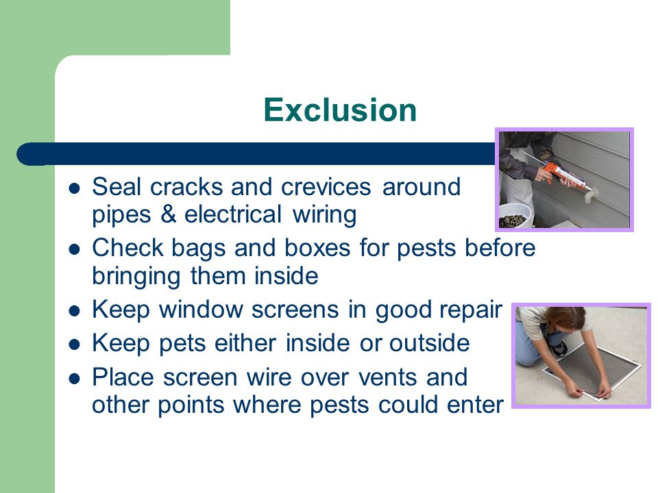 Exclusion Seal cracks and crevices around pipes & electrical wiring