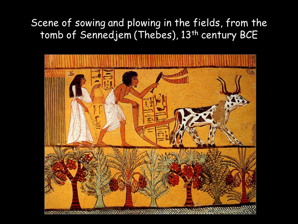 Scene of sowing and plowing in the fields, from the tomb of Sennedjem (Thebes), 13th century BCE