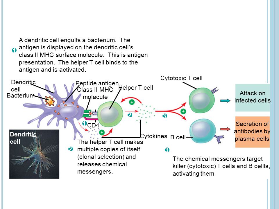 a dendritic cell engulfs a bacterium a dendritic cell engulfs a
