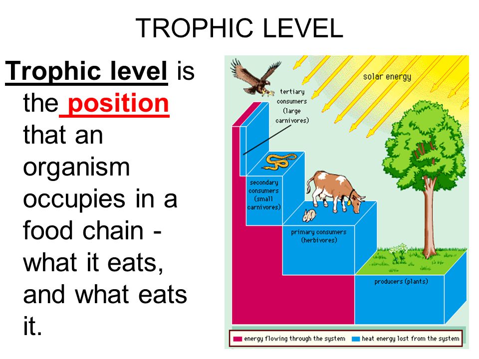 TROPHIC LEVEL Trophic level is the position that an organism occupies in a food chain - what it eats, and what eats it.
