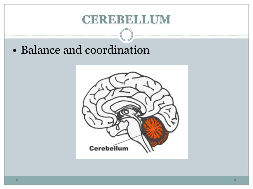 CEREBELLUM Balance and coordination