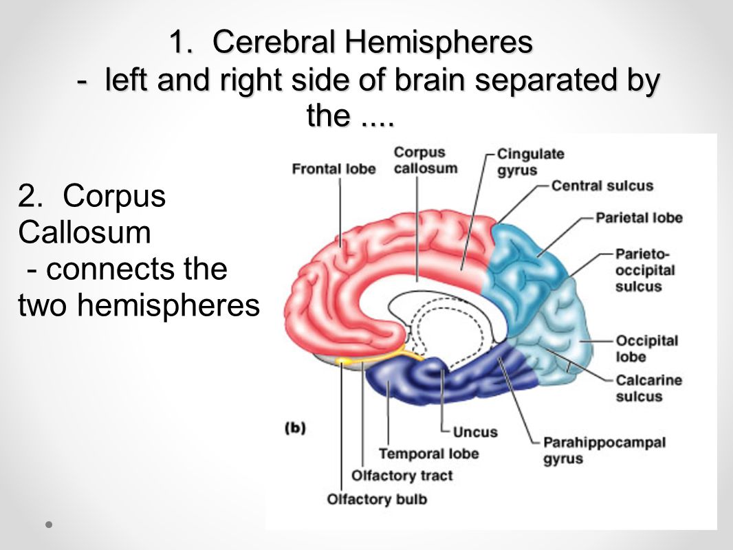 1. Cerebral Hemispheres - left and right side of brain separated by the ....