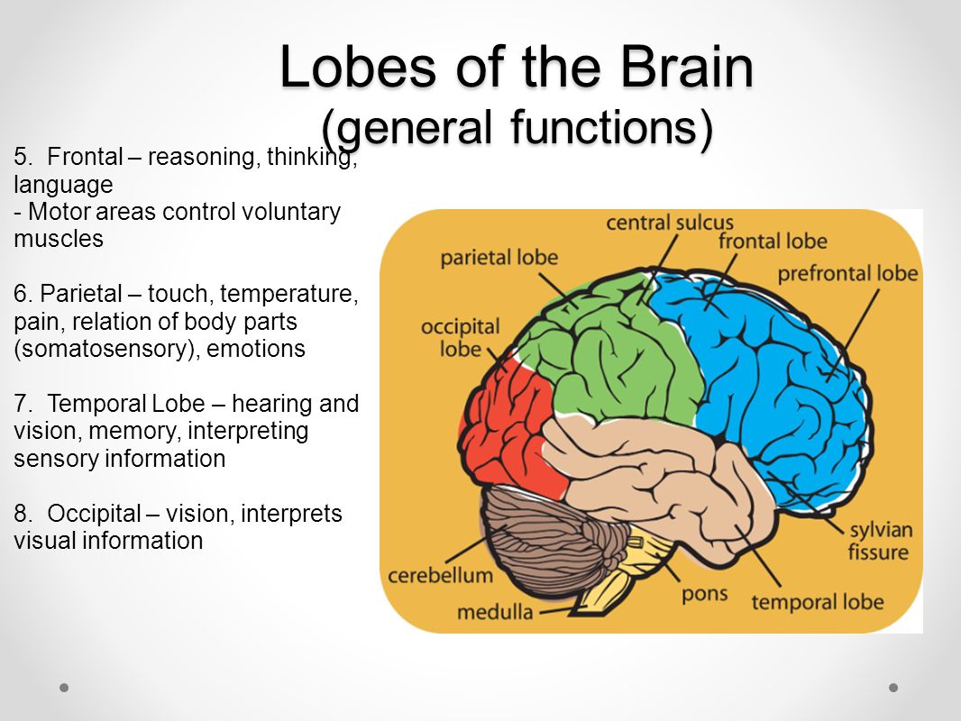 Lobes of the Brain (general functions)