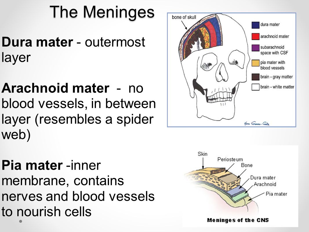 The Meninges