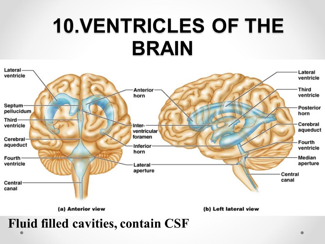 10.VENTRICLES OF THE BRAIN