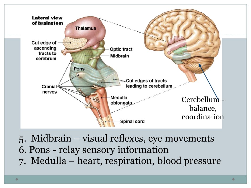Cerebellum - balance, coordination