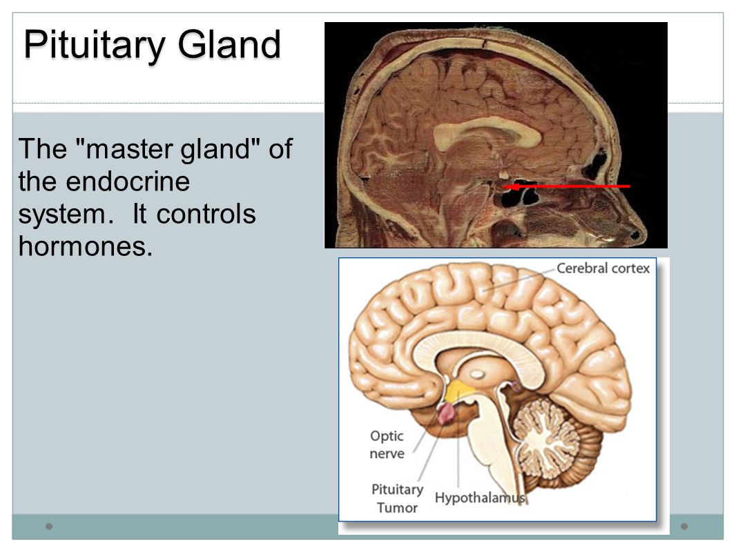 Pituitary Gland The master gland of the endocrine system. It controls hormones.