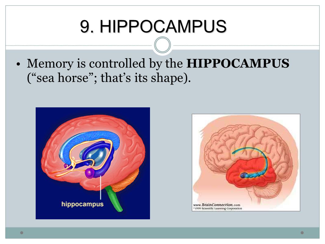 9. HIPPOCAMPUS Memory is controlled by the HIPPOCAMPUS ( sea horse ; that’s its shape).