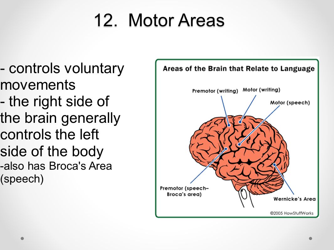 12. Motor Areas - controls voluntary movements - the right side of the brain generally controls the left side of the body.