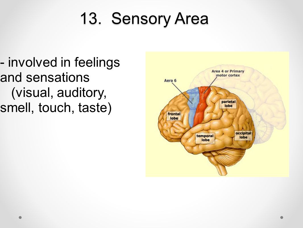 13. Sensory Area - involved in feelings and sensations