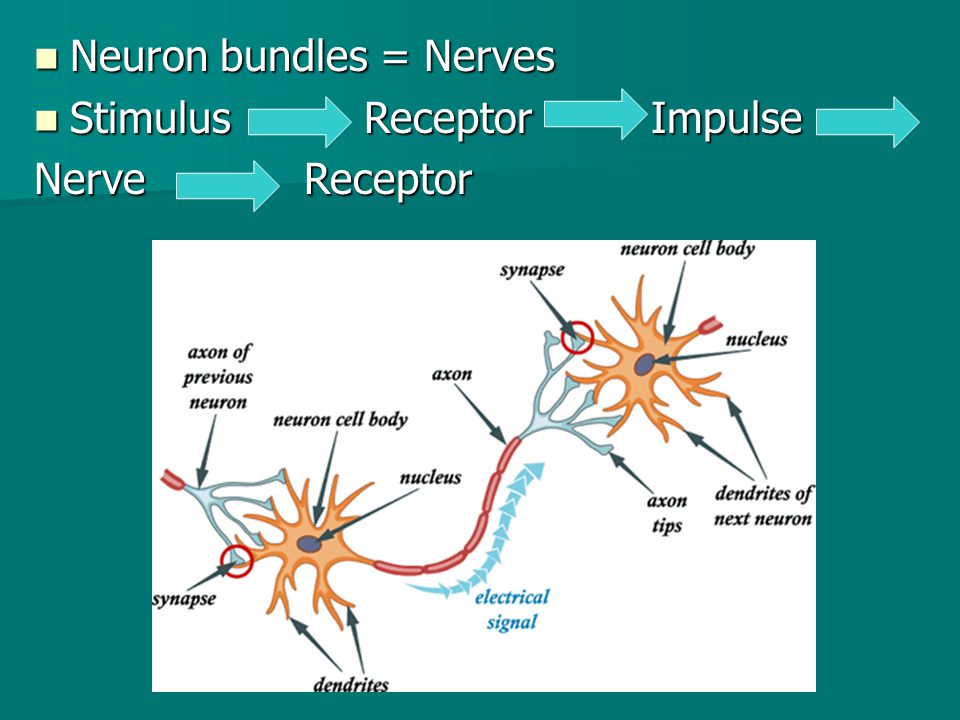 Neuron bundles = Nerves