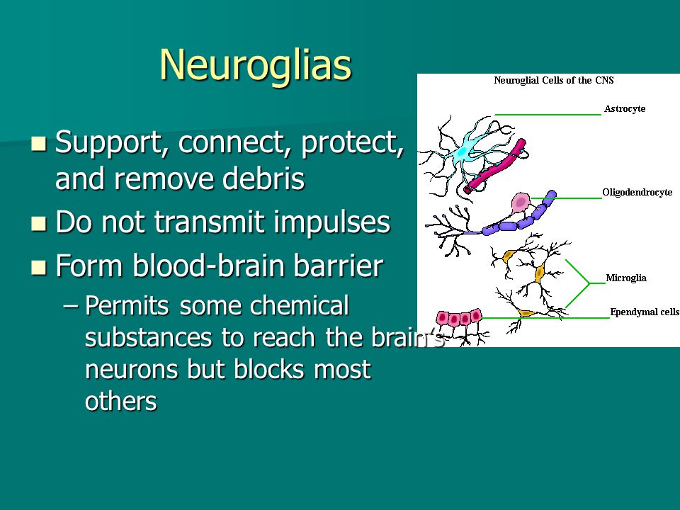 Neuroglias Support, connect, protect, and remove debris