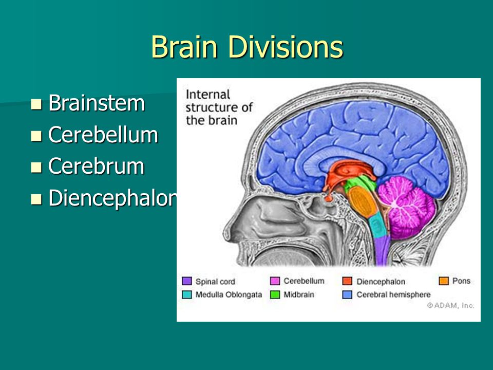 Brain Divisions Brainstem Cerebellum Cerebrum Diencephalon