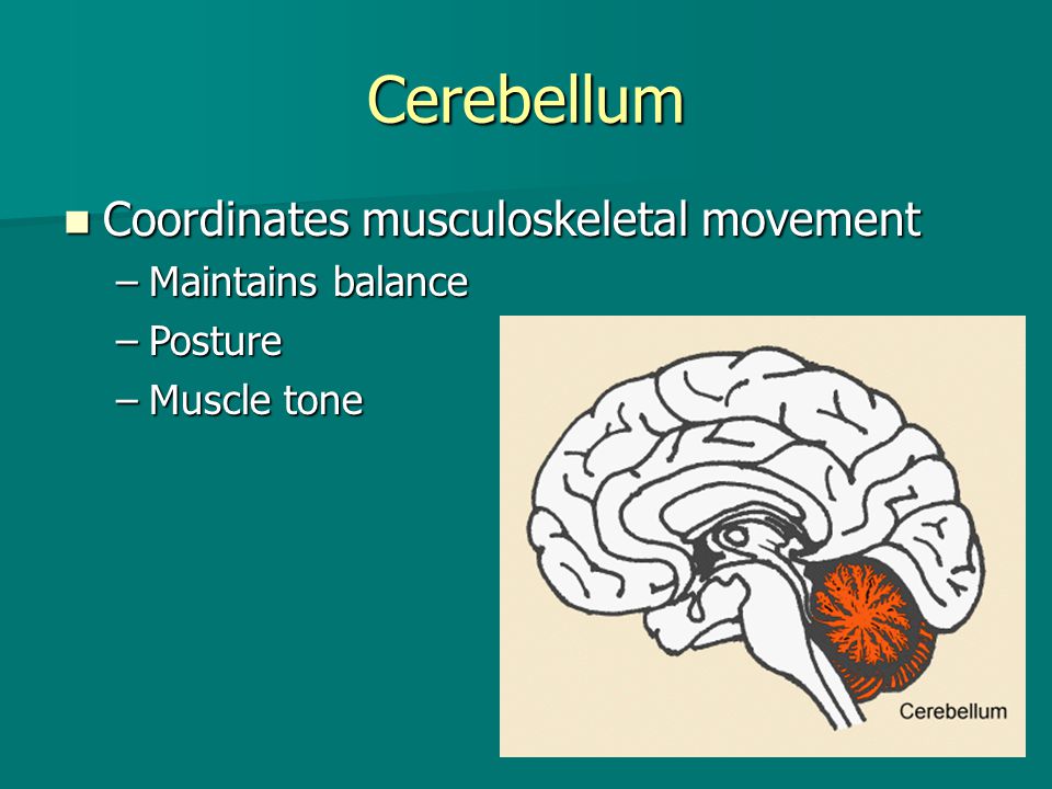 Cerebellum Coordinates musculoskeletal movement Maintains balance