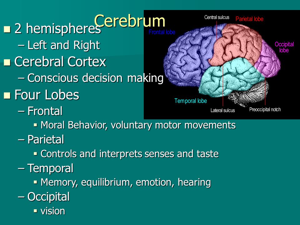 Cerebrum 2 hemispheres Cerebral Cortex Four Lobes Left and Right