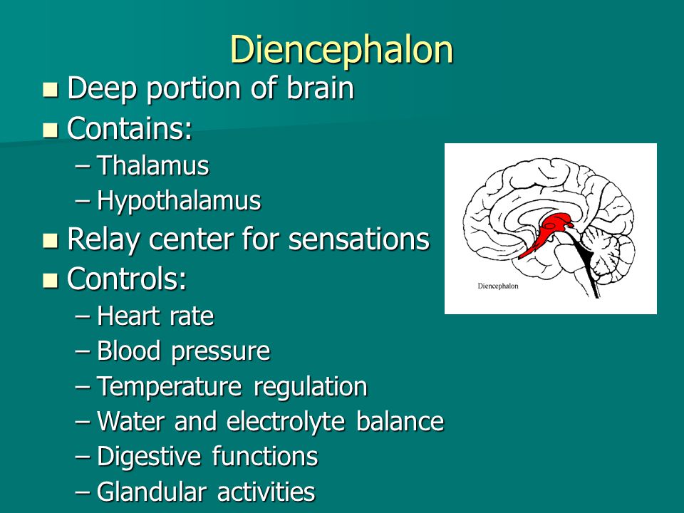 Diencephalon Deep portion of brain Contains: