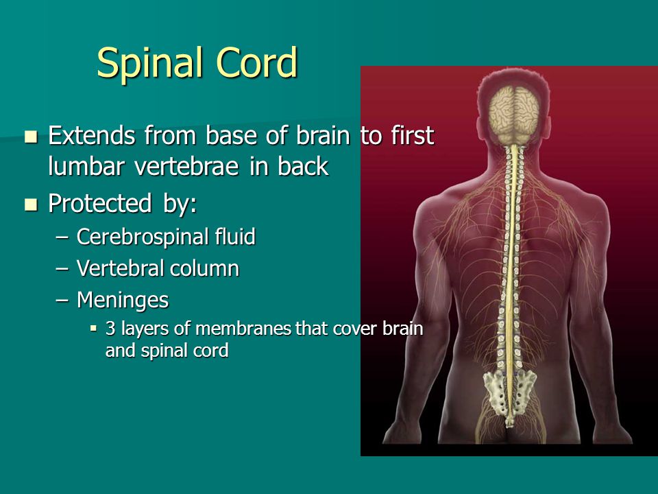 Spinal Cord Extends from base of brain to first lumbar vertebrae in back. Protected by: Cerebrospinal fluid.