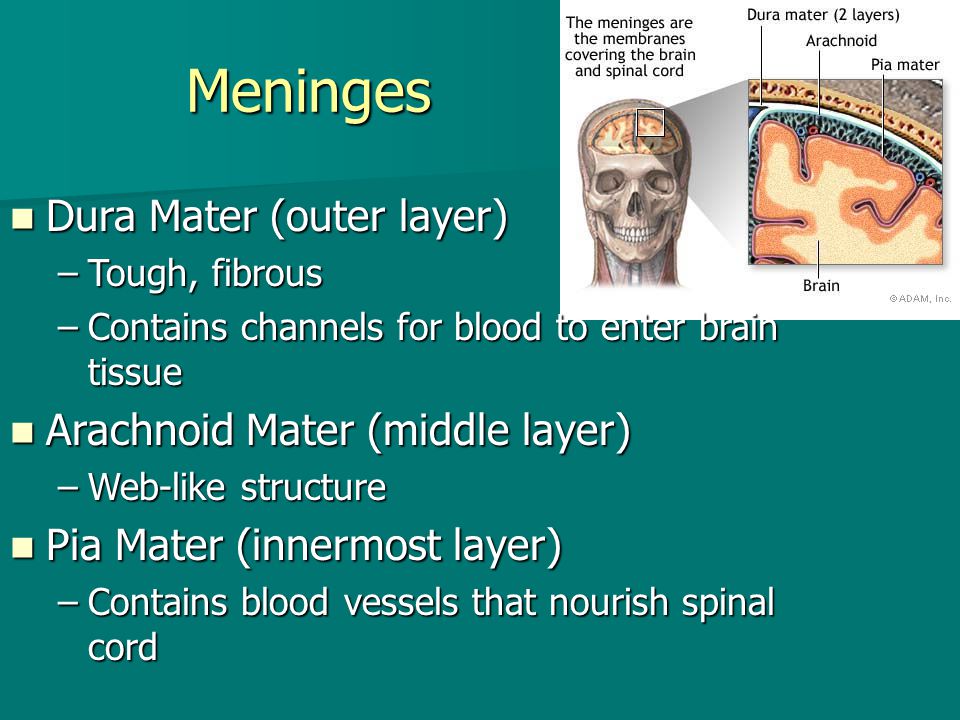 Meninges Dura Mater (outer layer) Arachnoid Mater (middle layer)