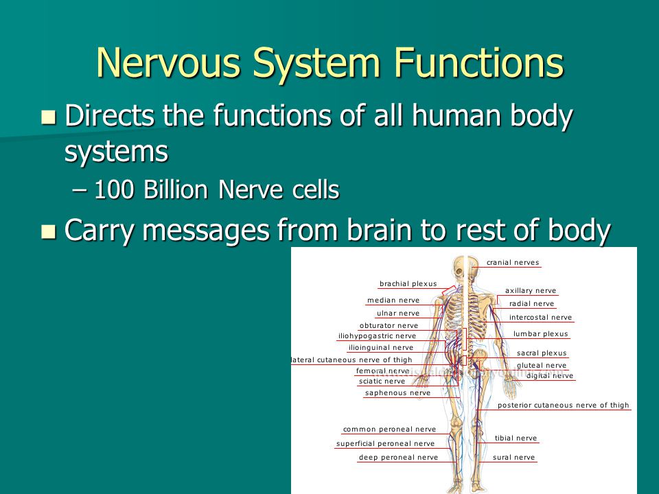 Nervous System Functions