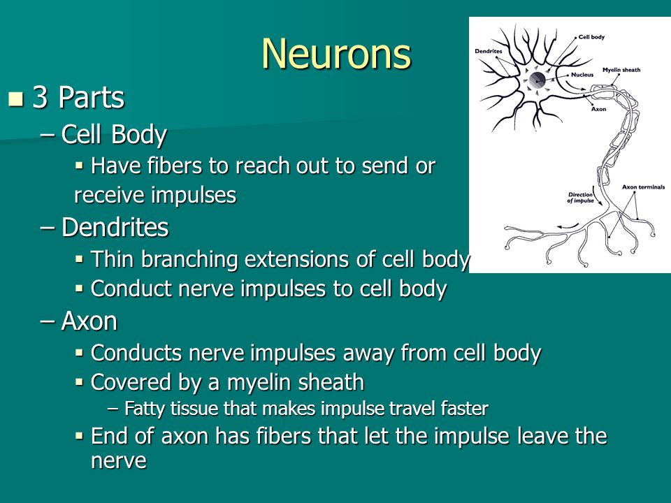 Neurons 3 Parts Cell Body Dendrites Axon