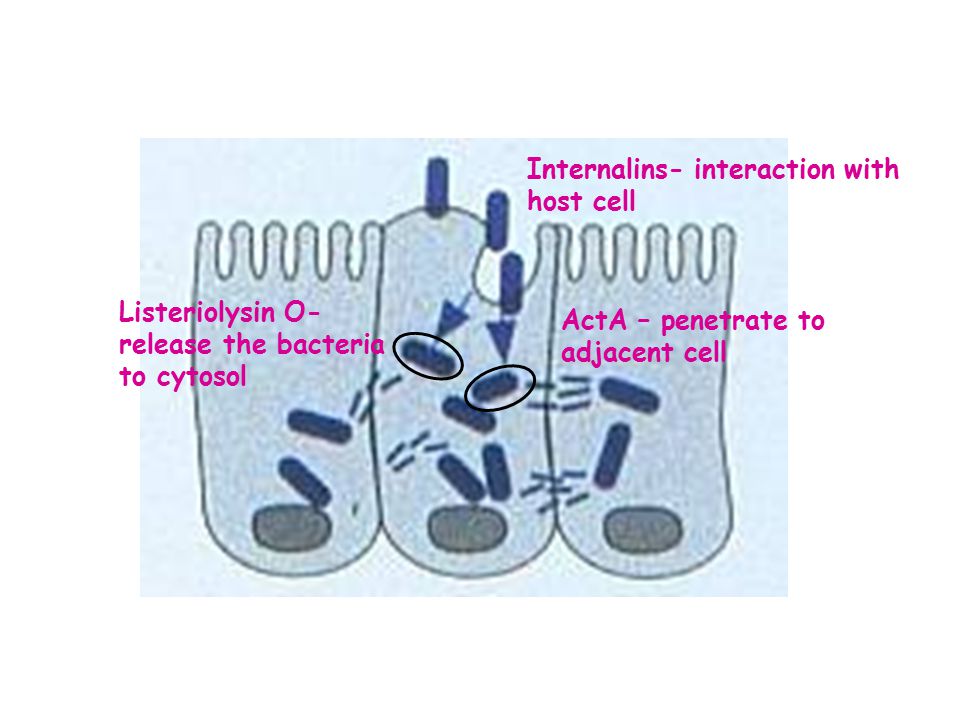 Internalins- interaction with host cell