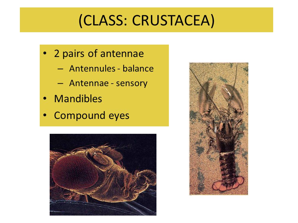 (CLASS: CRUSTACEA) 2 pairs of antennae Mandibles Compound eyes