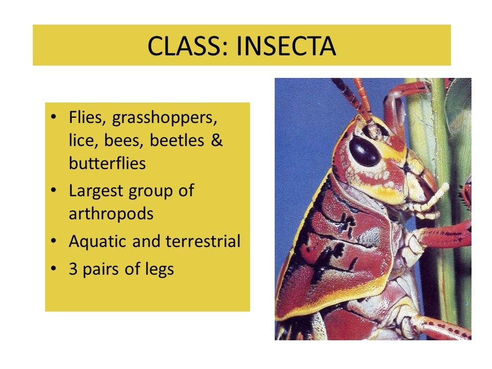 CLASS: INSECTA Flies, grasshoppers, lice, bees, beetles & butterflies
