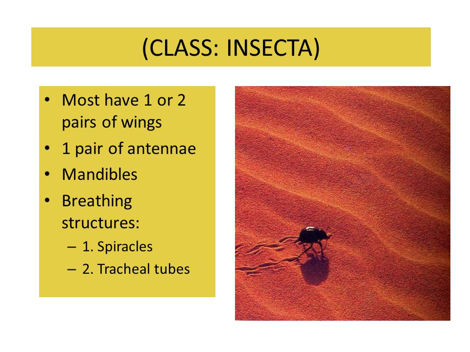 (CLASS: INSECTA) Most have 1 or 2 pairs of wings 1 pair of antennae