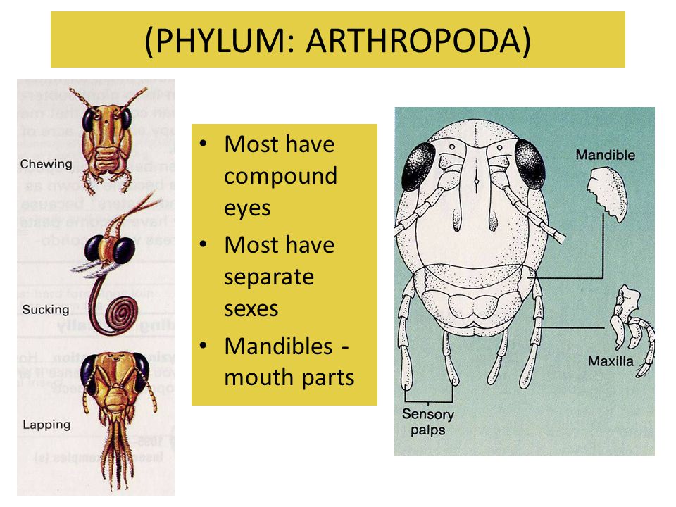 (PHYLUM: ARTHROPODA) Most have compound eyes Most have separate sexes