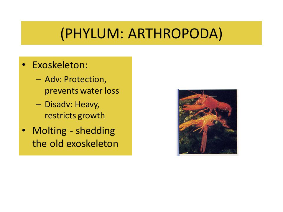 (PHYLUM: ARTHROPODA) Exoskeleton: