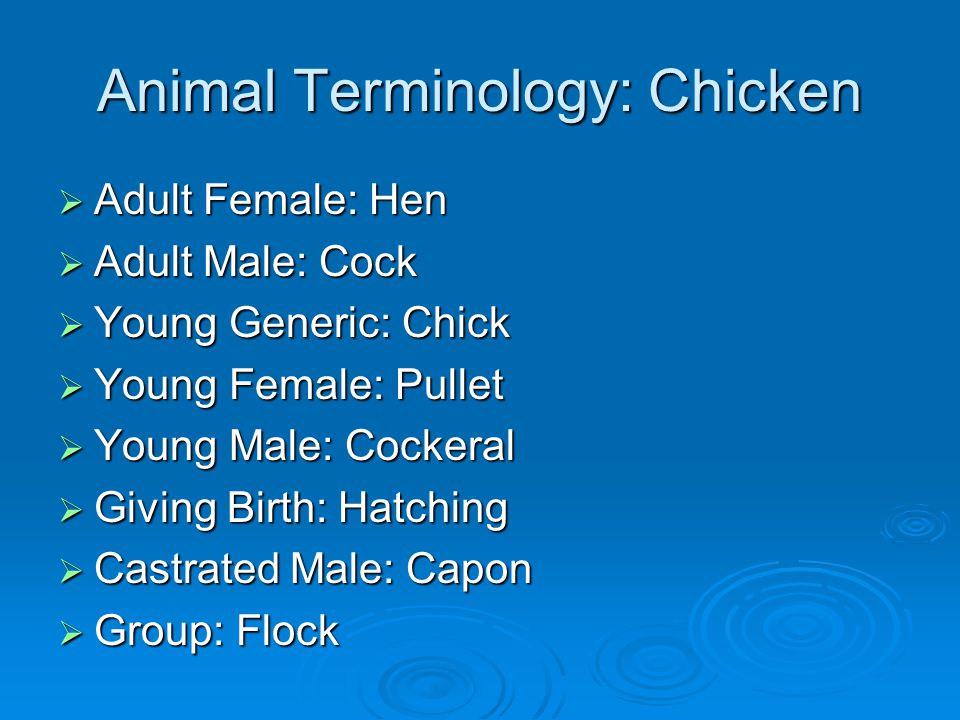 Animal Terminology: Chicken