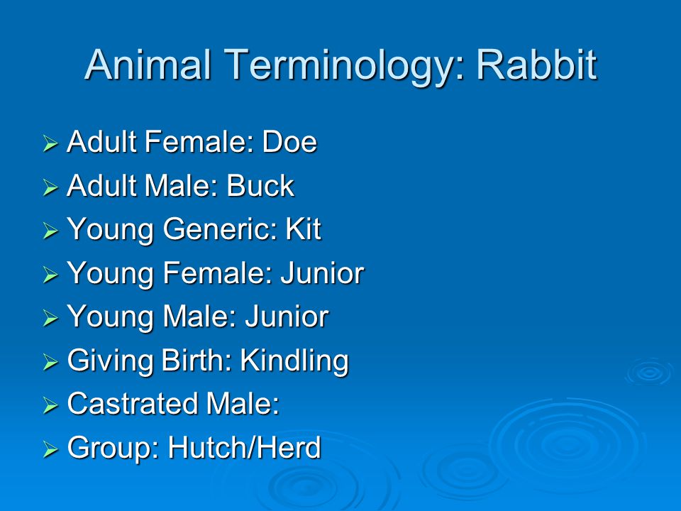 Animal Terminology: Rabbit