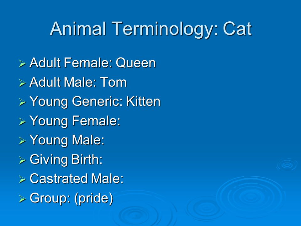 Animal Terminology: Cat