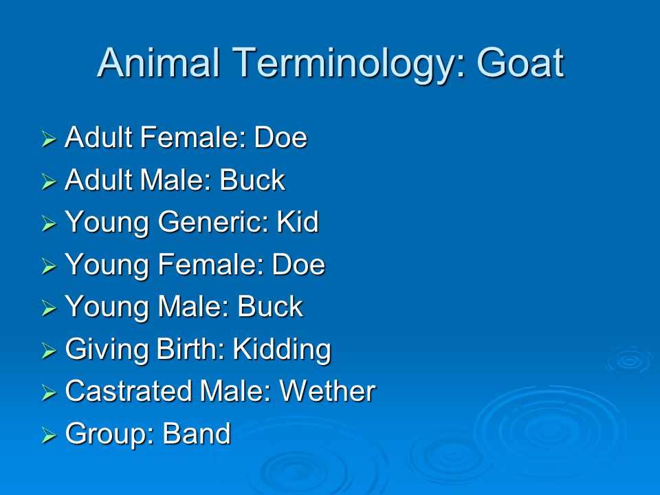 Animal Terminology: Goat