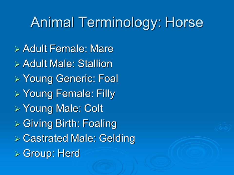 Animal Terminology: Horse
