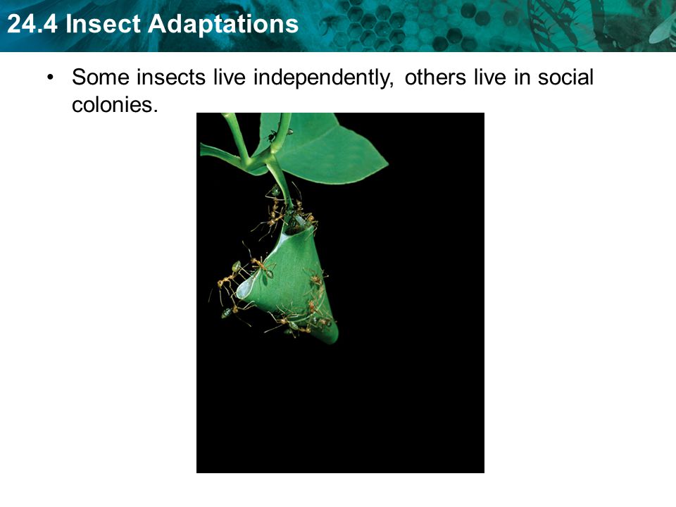 Some insects live independently, others live in social colonies.