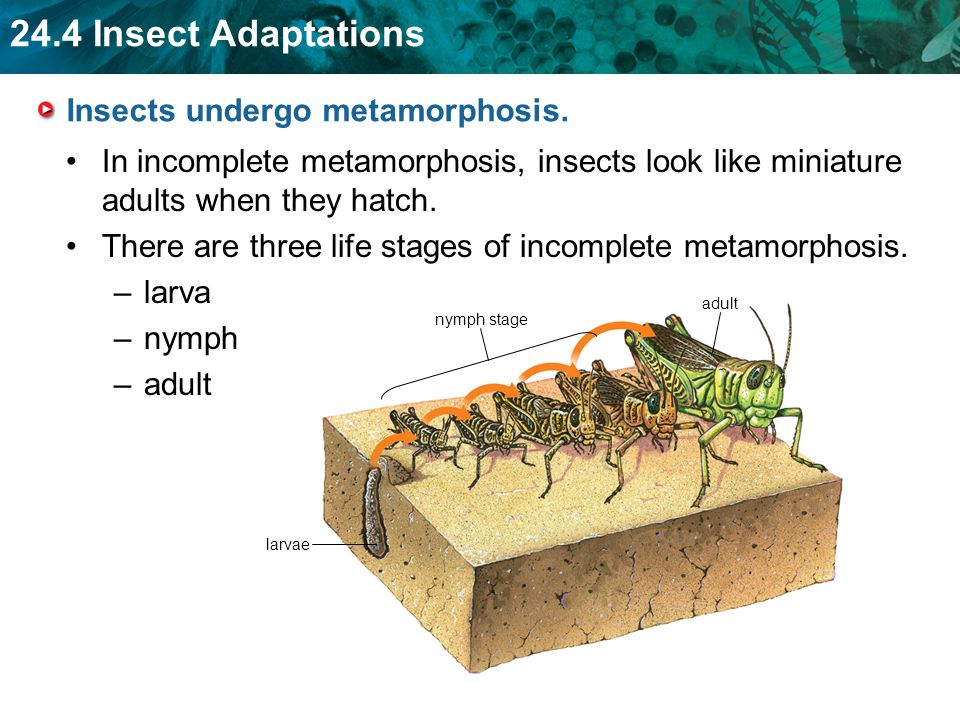 Insects undergo metamorphosis.