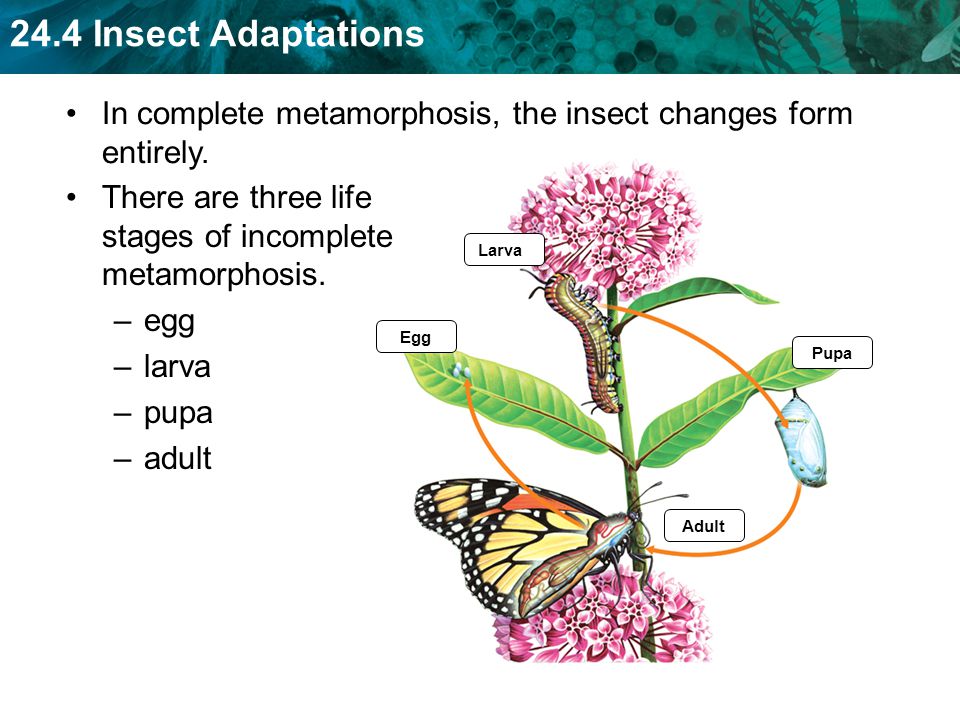 In complete metamorphosis, the insect changes form entirely.
