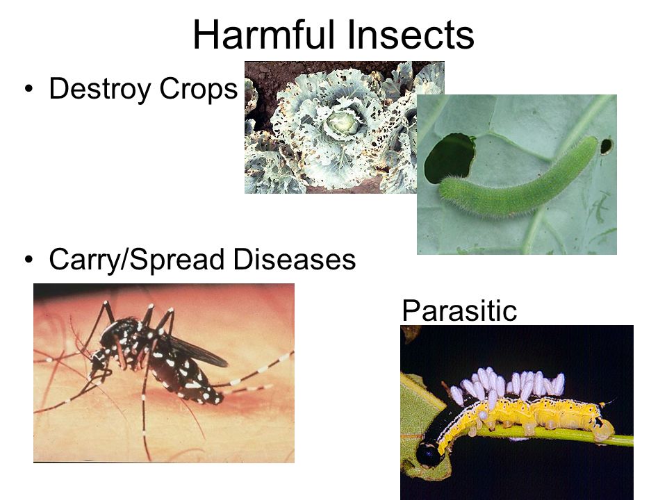 Harmful Insects Destroy Crops Carry/Spread Diseases Parasitic