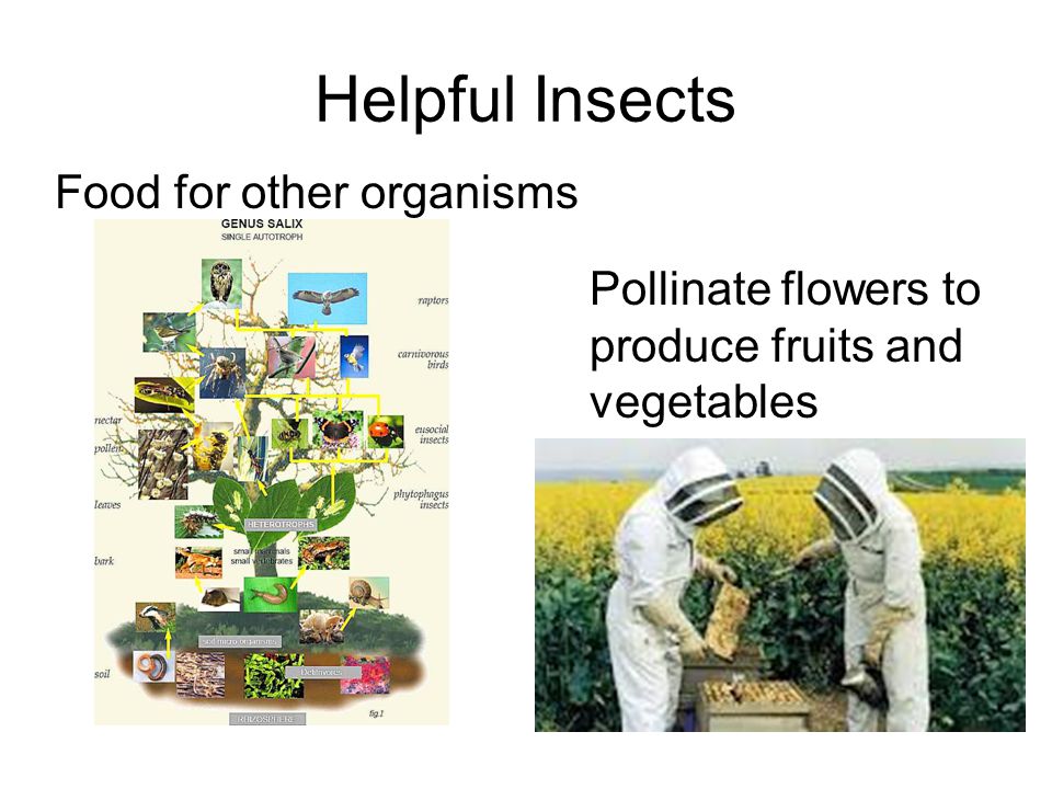 Helpful Insects Food for other organisms