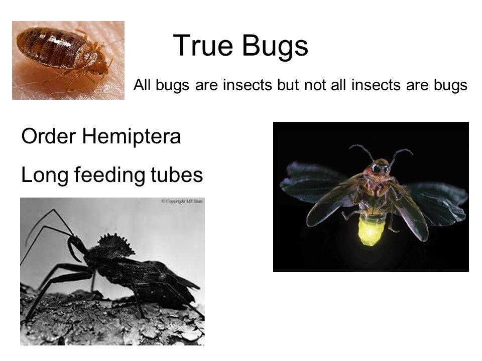 True Bugs Order Hemiptera Long feeding tubes