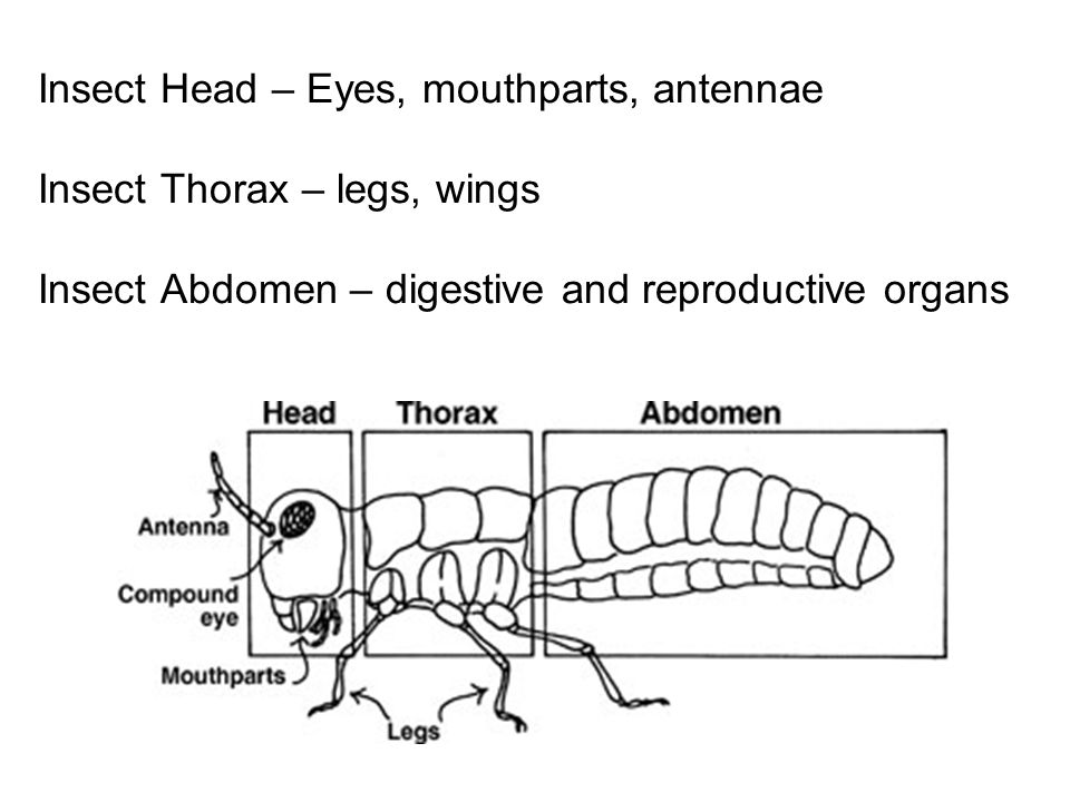 Insect Head – Eyes, mouthparts, antennae Insect Thorax – legs, wings Insect Abdomen – digestive and reproductive organs