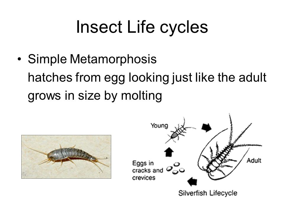 Insect Life cycles Simple Metamorphosis