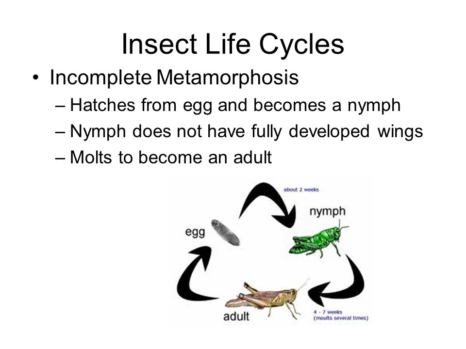 Insect Life Cycles Incomplete Metamorphosis