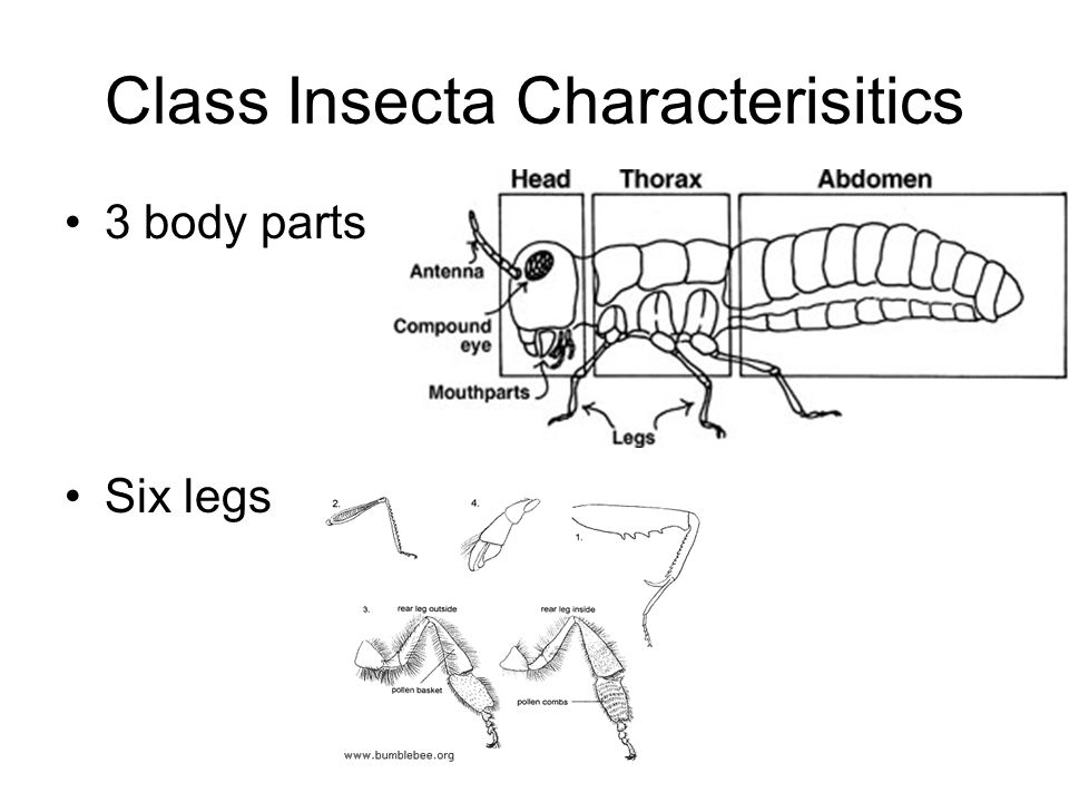 Class Insecta Characterisitics