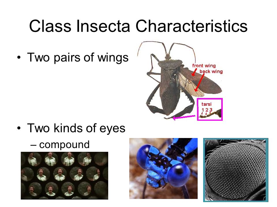 Class Insecta Characteristics