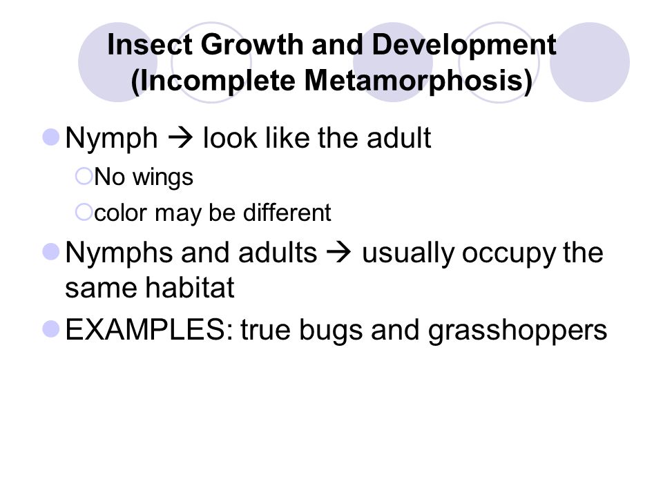 Insect Growth and Development (Incomplete Metamorphosis)